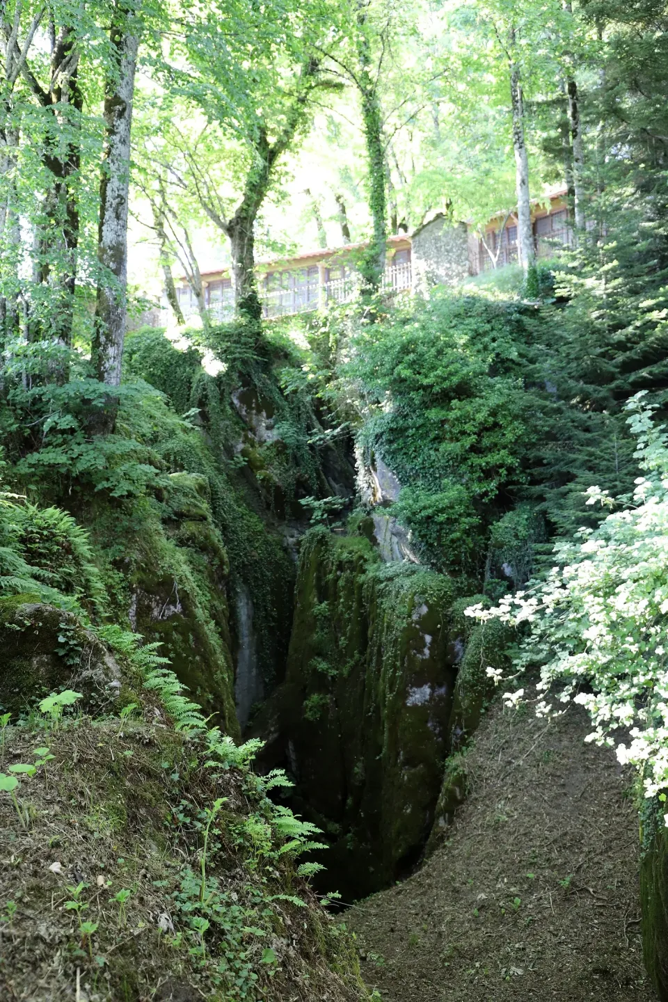 The Sasso Spicco at La Verna, a deep mossy cleft of rock under beech trees.