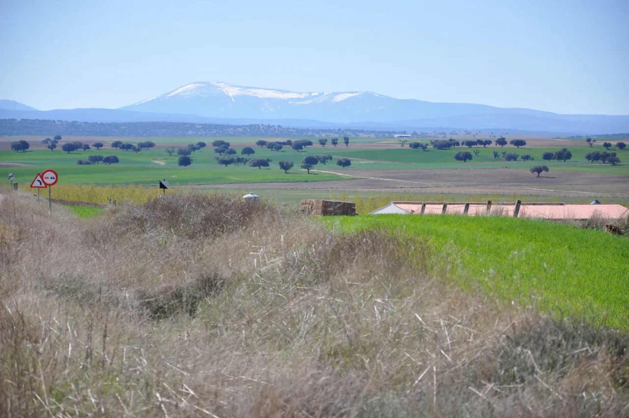 Green cereal fields and scattered holm oaks near Mancera de Abajo, with the snow-topped ridge of La Serrota on the horizon.
